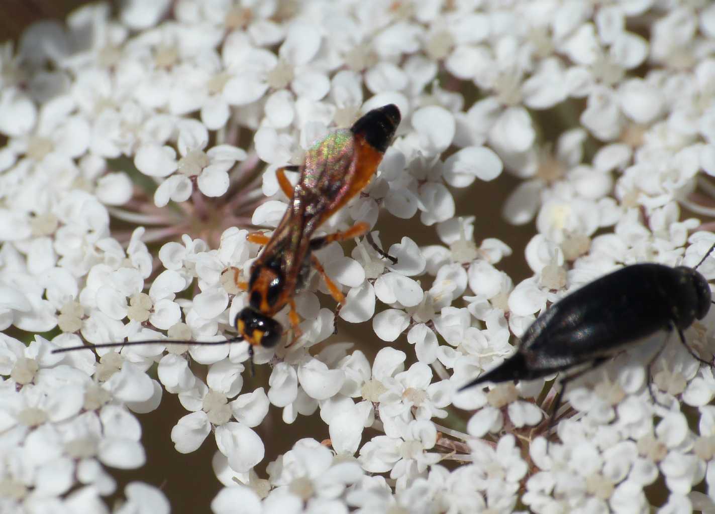 Piccolo Ichneumonidae?